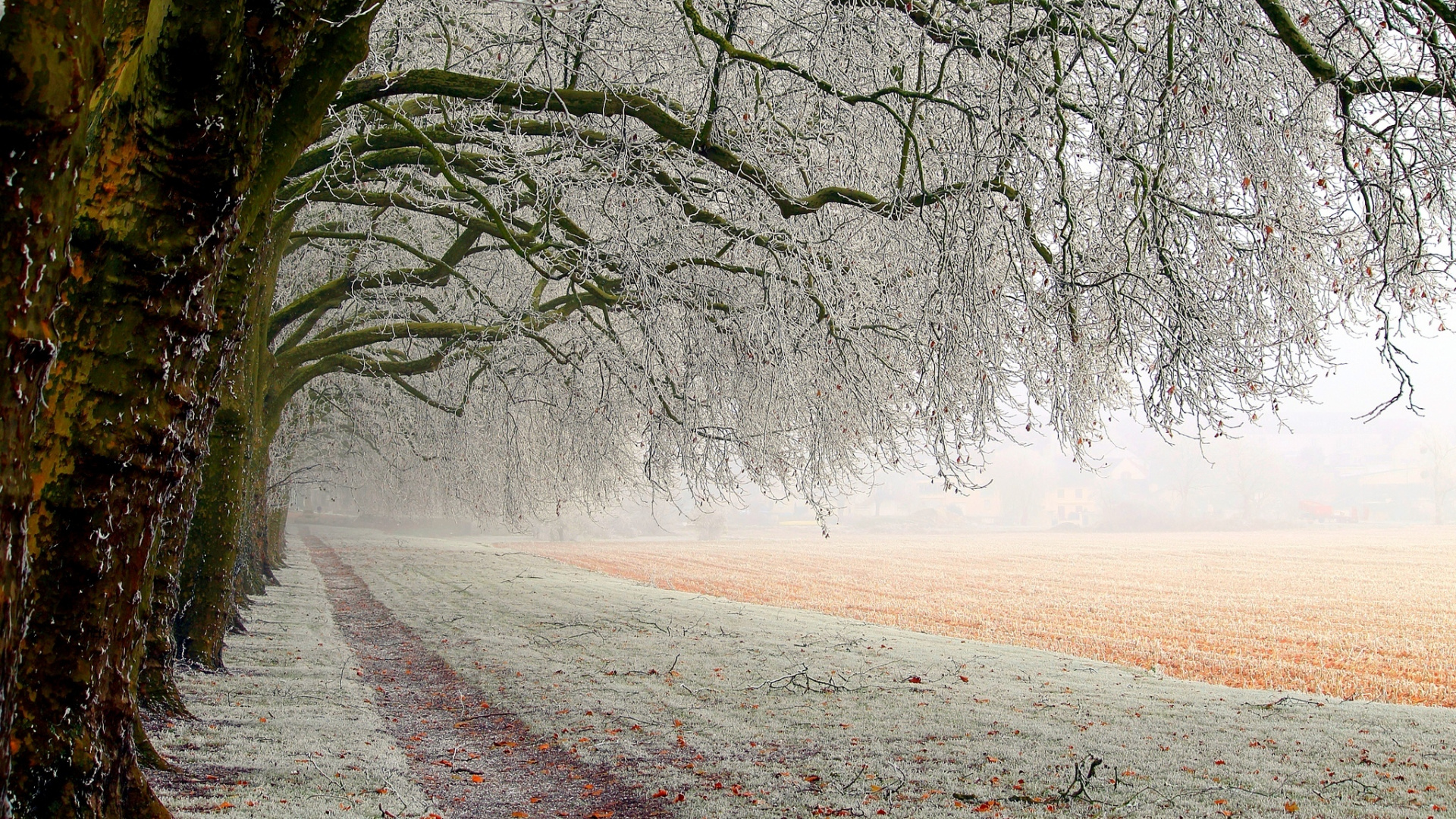 Leafless Tree on Brown Field During Daytime. Wallpaper in 1920x1080 Resolution