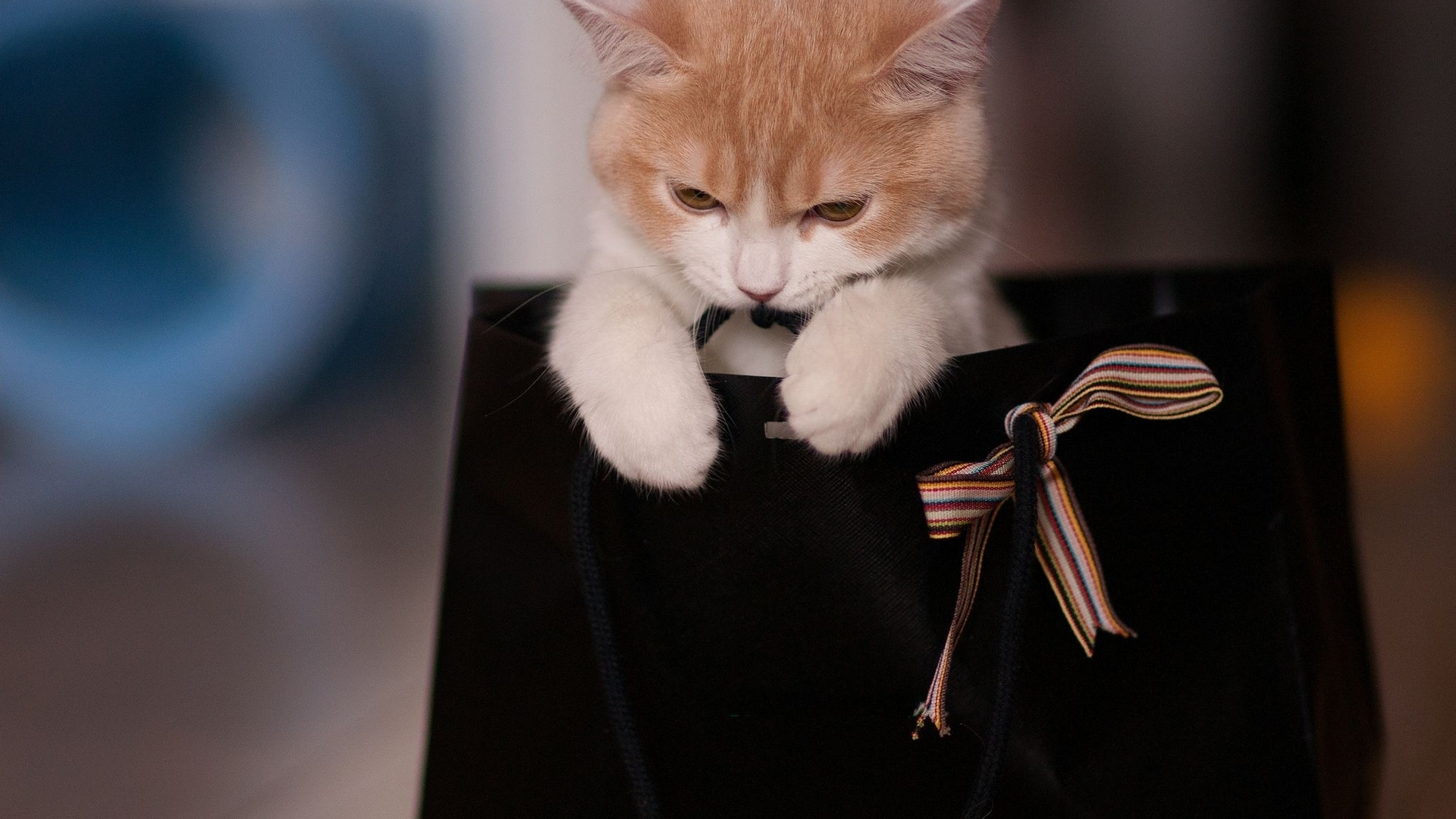 Chat Tigré Orange et Blanc Sur Sac Fourre-tout en Cuir Noir. Wallpaper in 1920x1080 Resolution