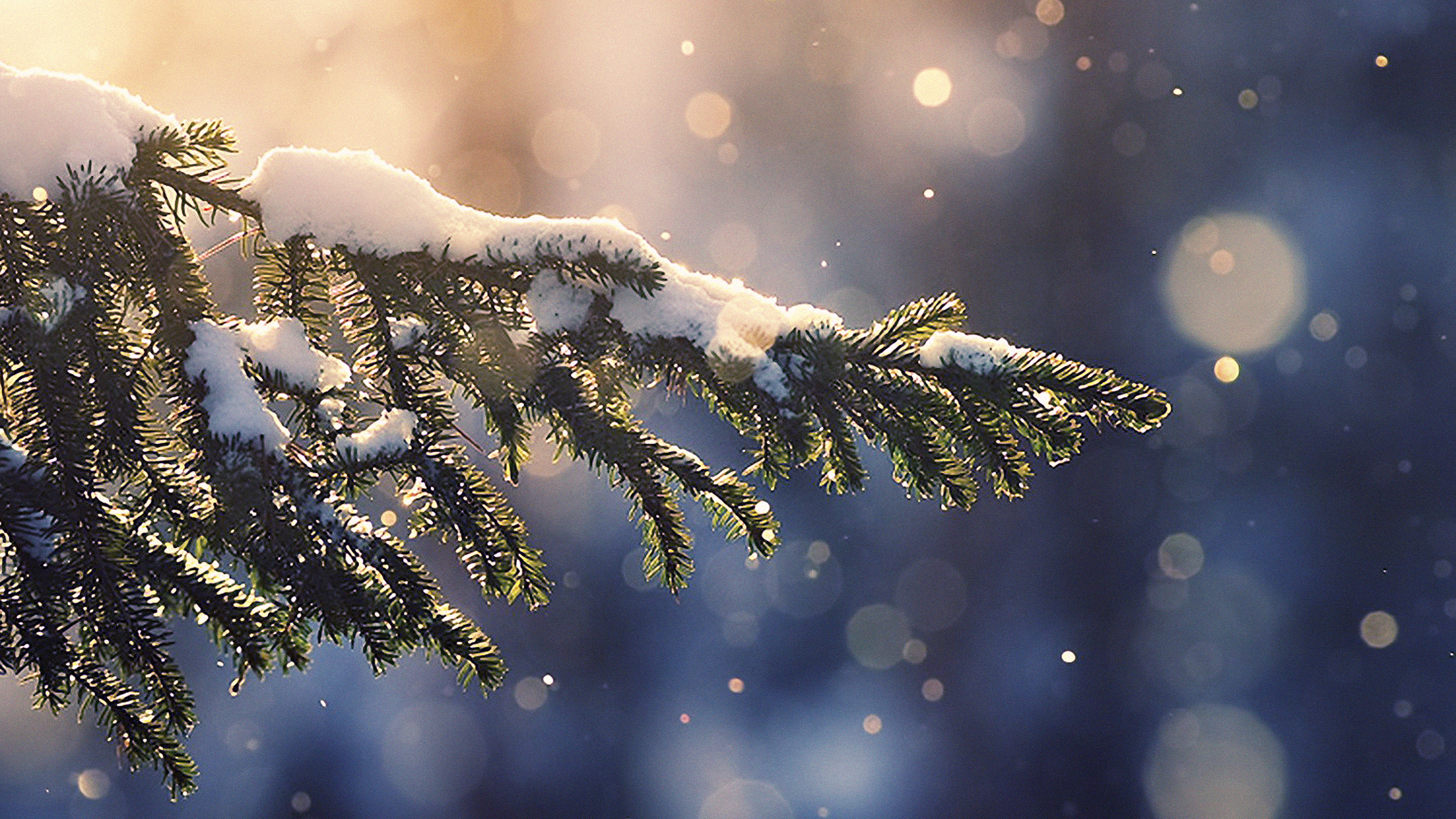 Green Pine Tree With Snow. Wallpaper in 3840x2160 Resolution