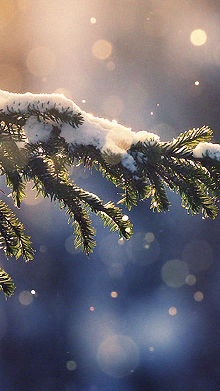 Pin Vert Avec de la Neige. Wallpaper in 750x1334 Resolution