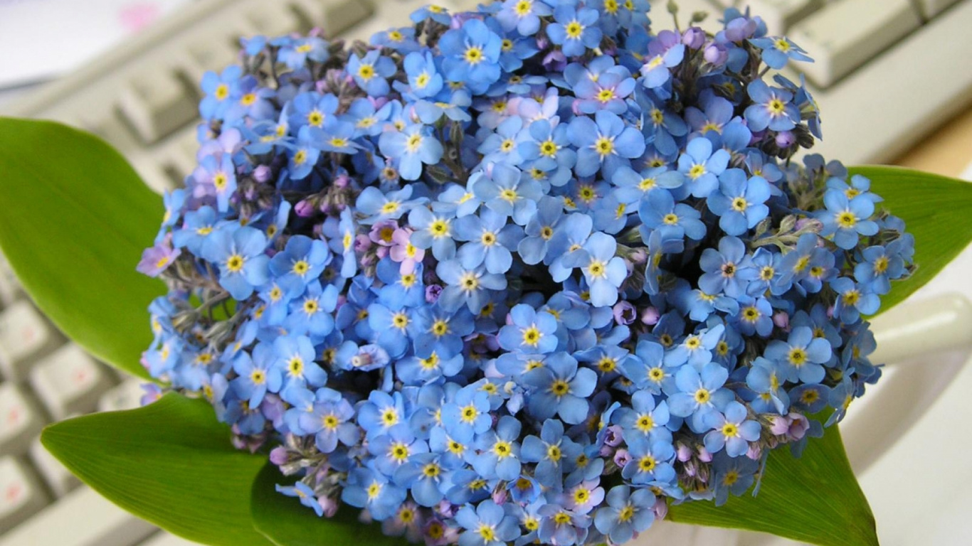 Ramo de Flores Azul y Blanco. Wallpaper in 1366x768 Resolution