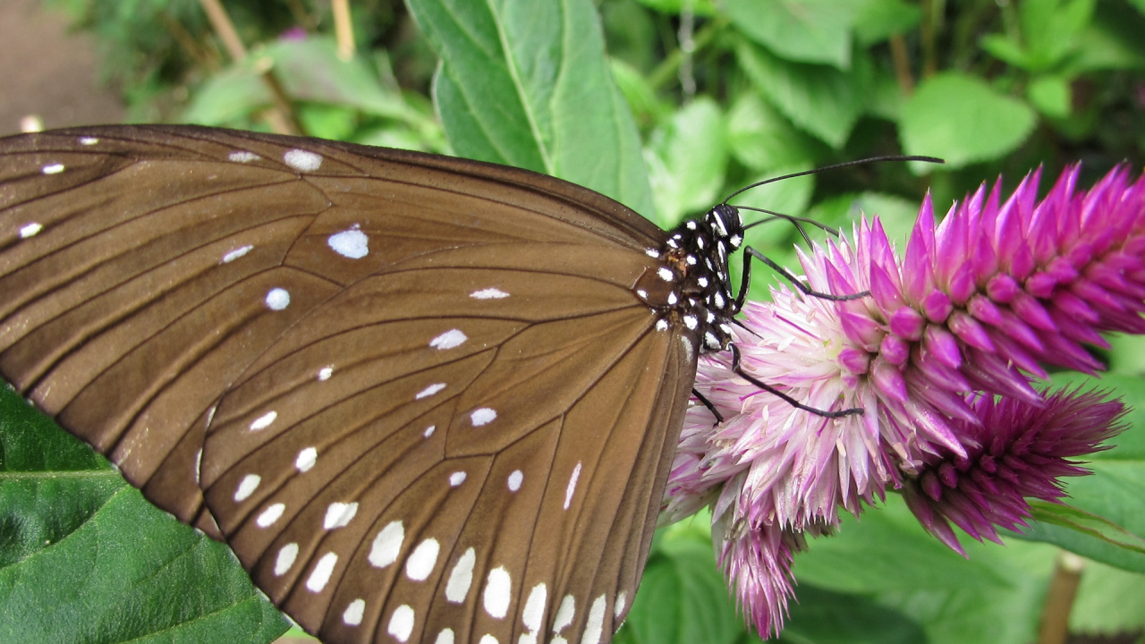 Brown and Black Butterfly on Purple Flower. Wallpaper in 1280x720 Resolution