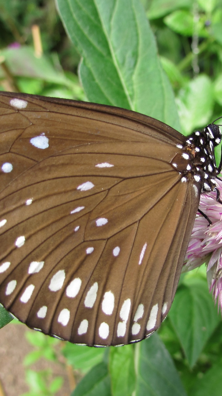 Brown and Black Butterfly on Purple Flower. Wallpaper in 750x1334 Resolution