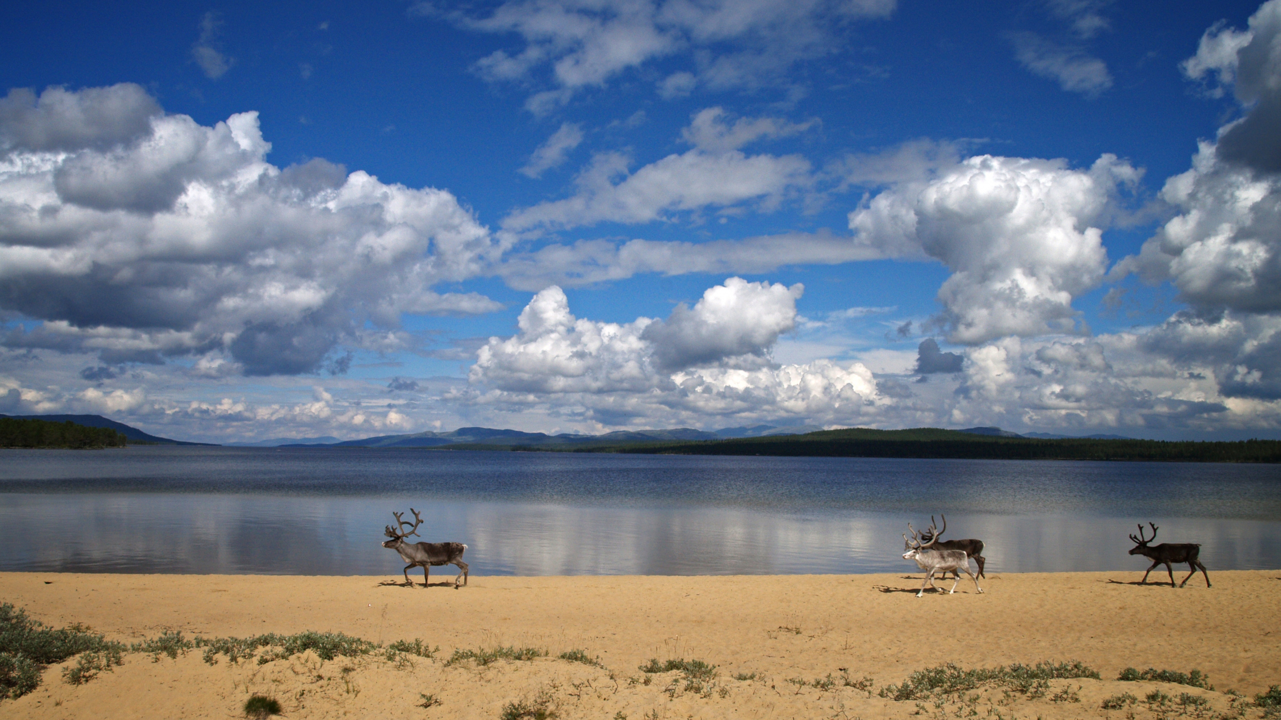 People on Beach During Daytime. Wallpaper in 2560x1440 Resolution