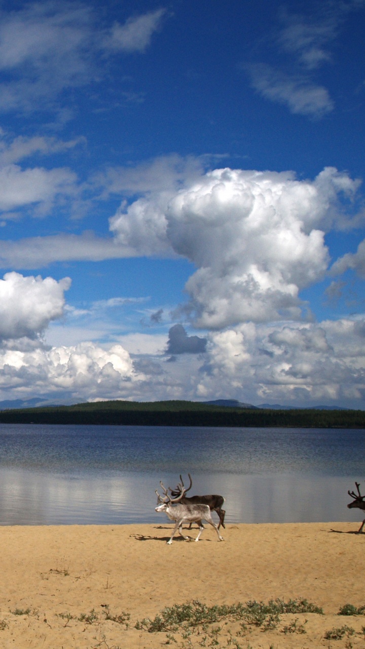 Les Gens Sur la Plage Pendant la Journée. Wallpaper in 720x1280 Resolution