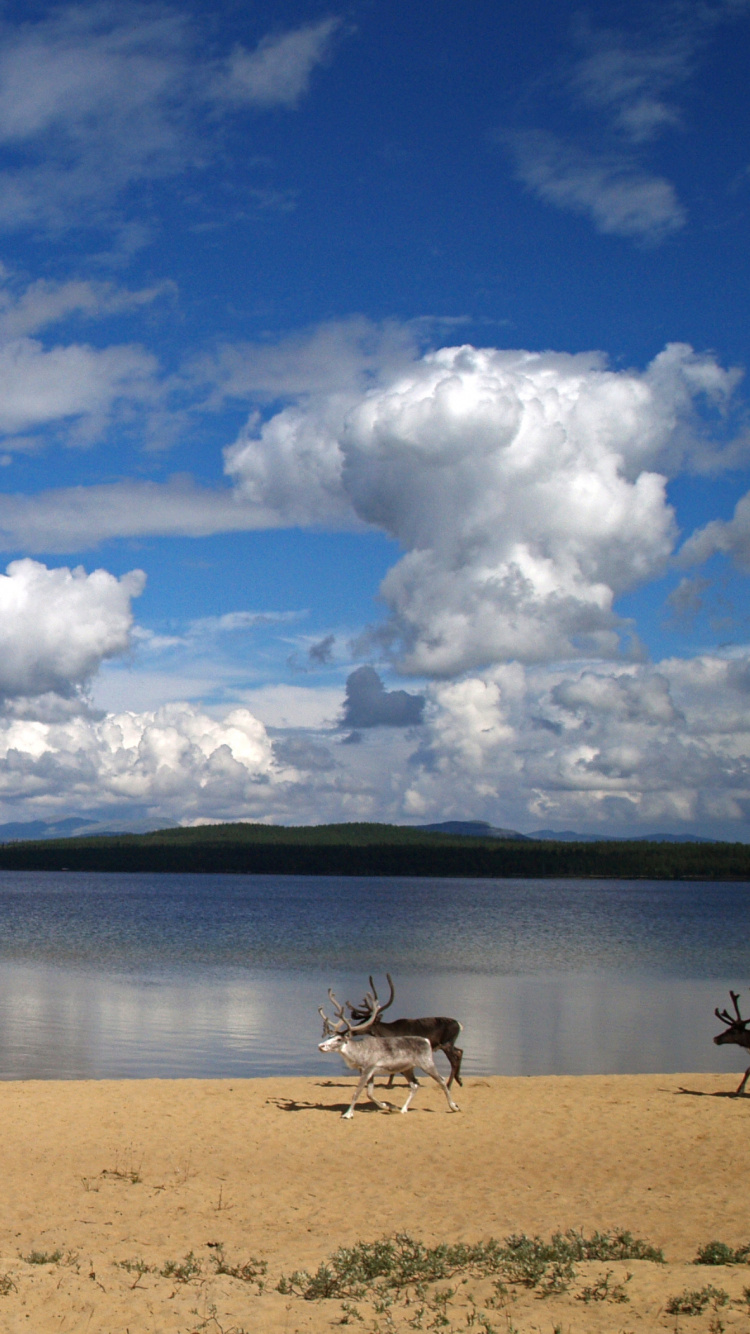 Les Gens Sur la Plage Pendant la Journée. Wallpaper in 750x1334 Resolution