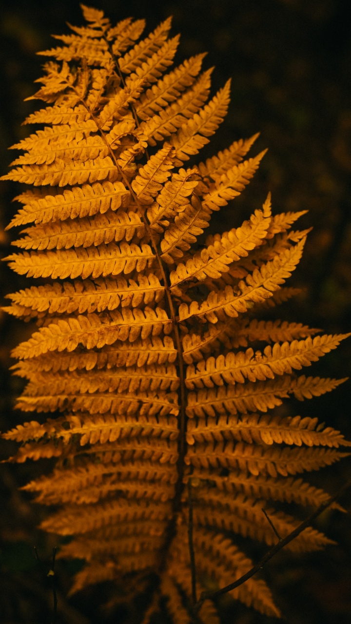 Pin, Plante Terrestre, Rameau, de Teintes et de Nuances, la Floraison de la Plante. Wallpaper in 720x1280 Resolution