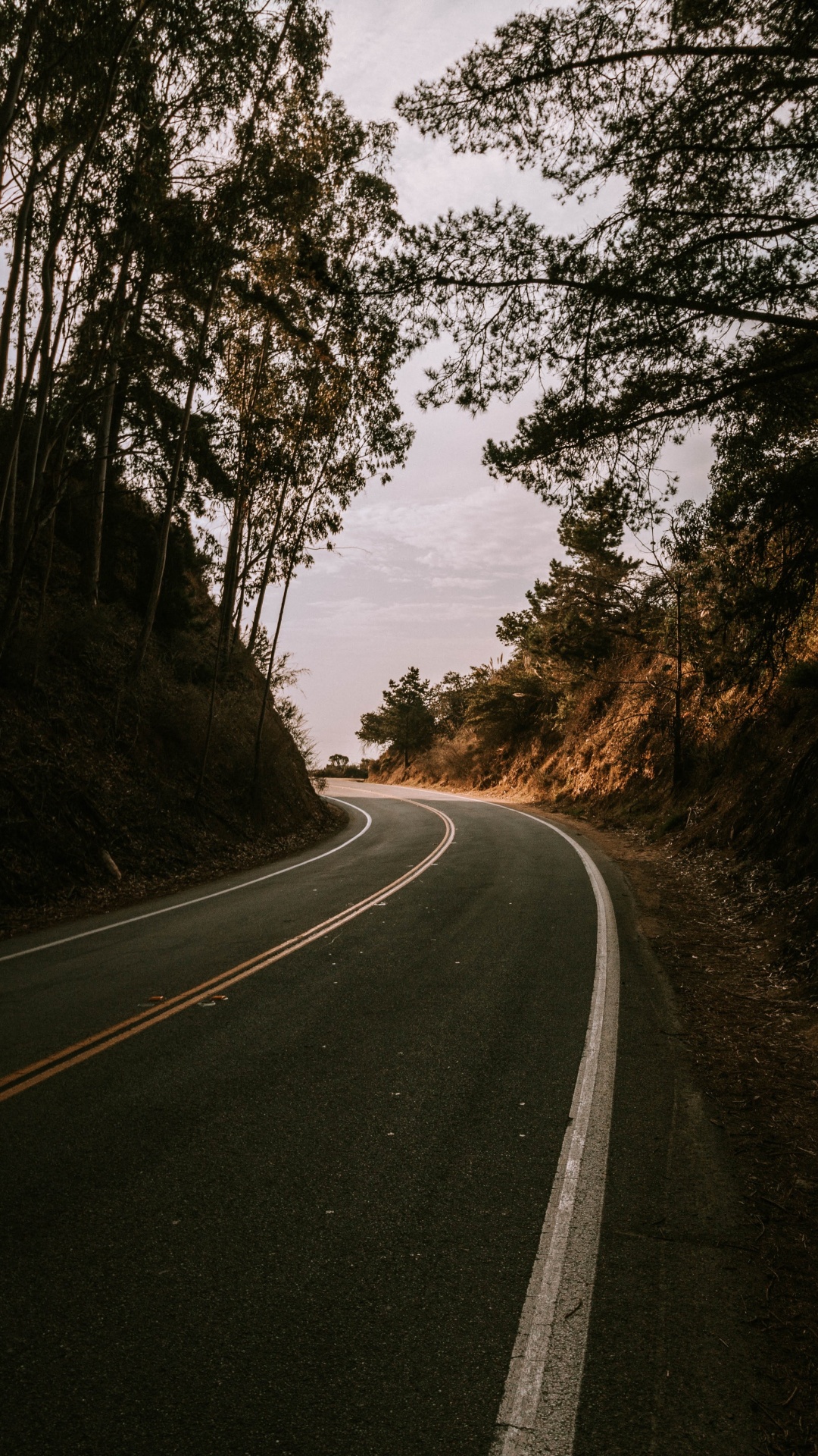 Road, Baum, Asphalt, Naturlandschaft, Infrastruktur. Wallpaper in 1080x1920 Resolution