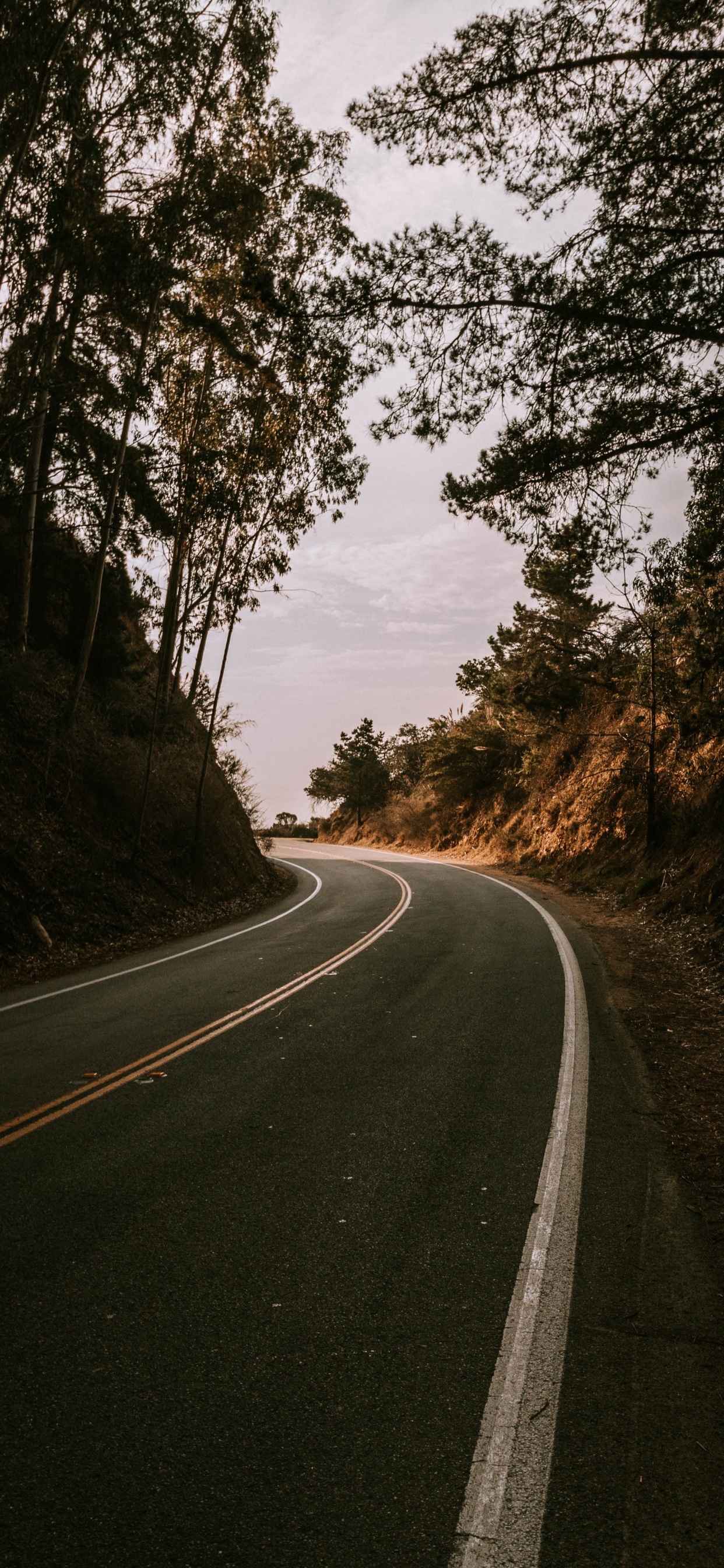 Road, Tree, Lane, Asphalt, Natural Landscape. Wallpaper in 1242x2688 Resolution