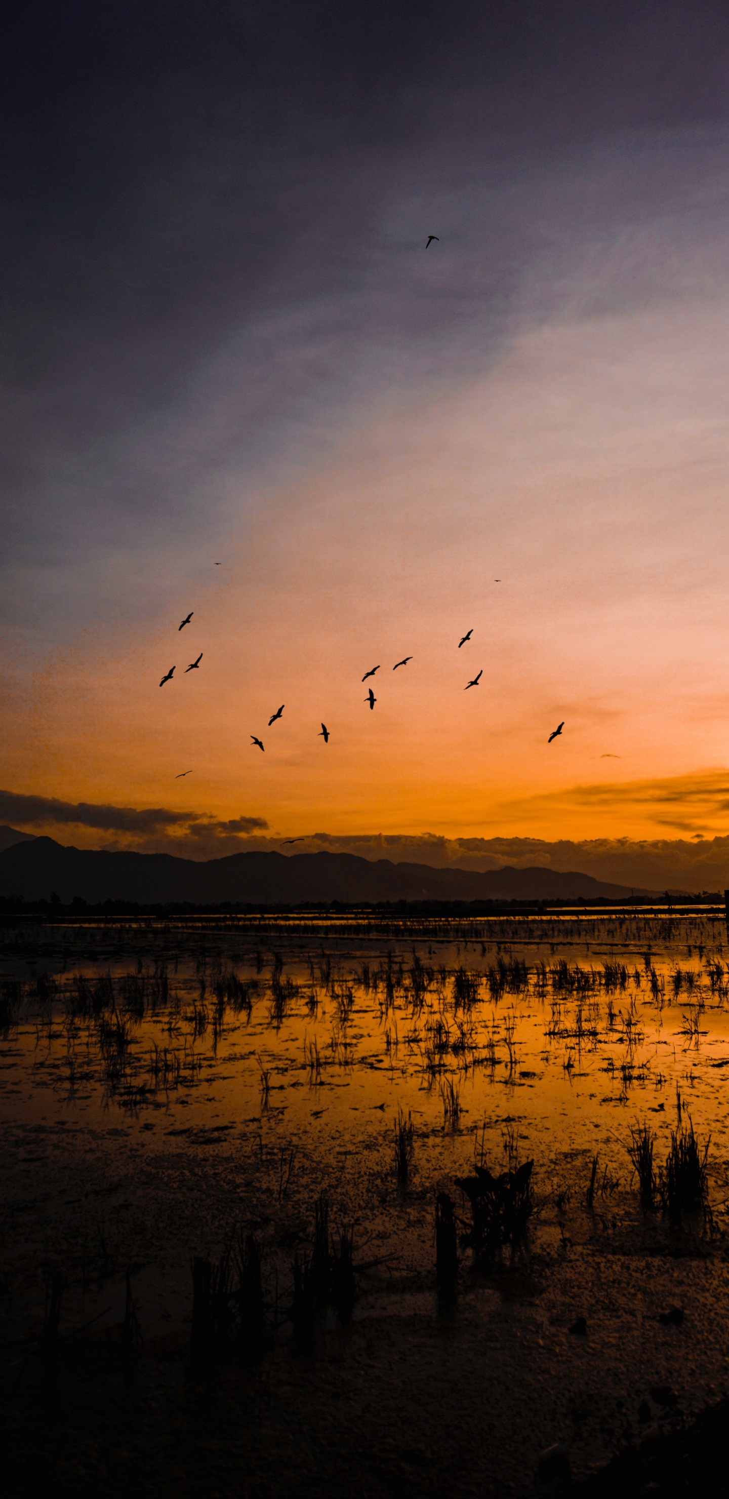 地平线, 日落, 反射, 羊群, 晚上 壁纸 1440x2960 允许