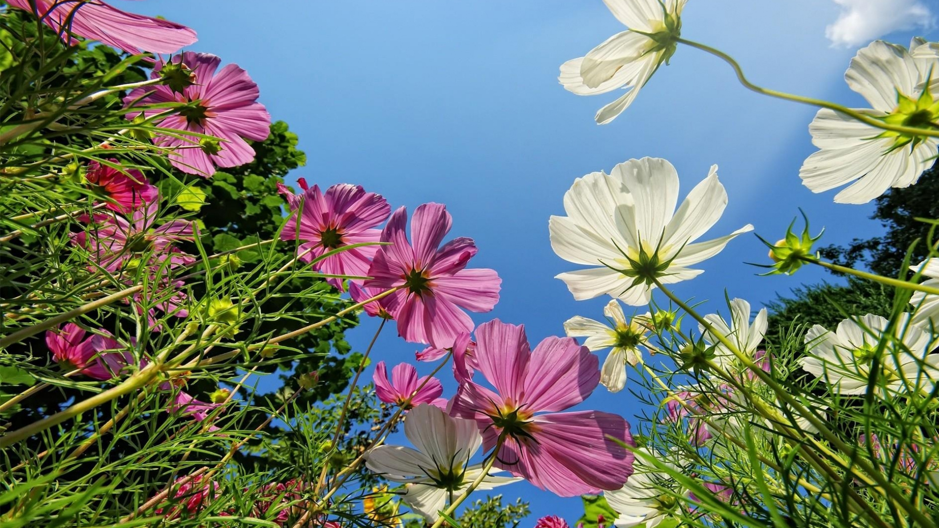 Fleurs Roses et Blanches Sous Ciel Bleu Pendant la Journée. Wallpaper in 1920x1080 Resolution