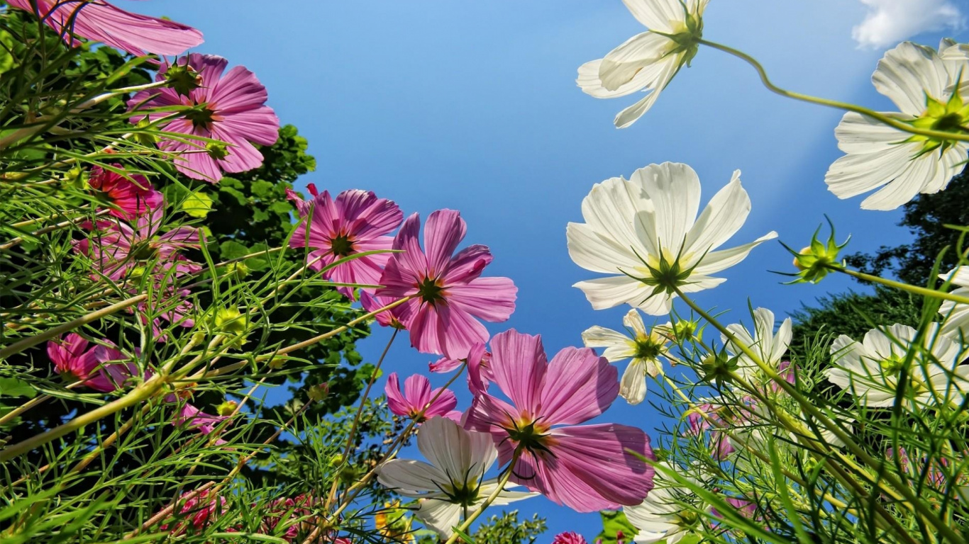 Flores Rosas y Blancas Bajo un Cielo Azul Durante el Día.. Wallpaper in 1366x768 Resolution