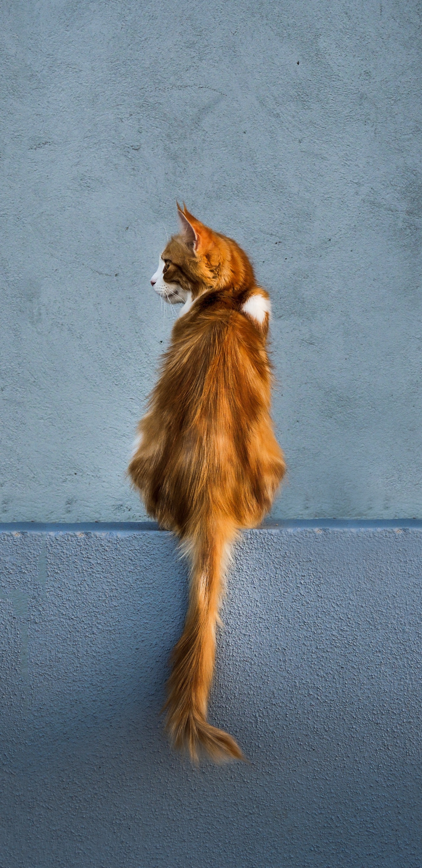 Zorro Marrón y Blanco. Wallpaper in 1440x2960 Resolution