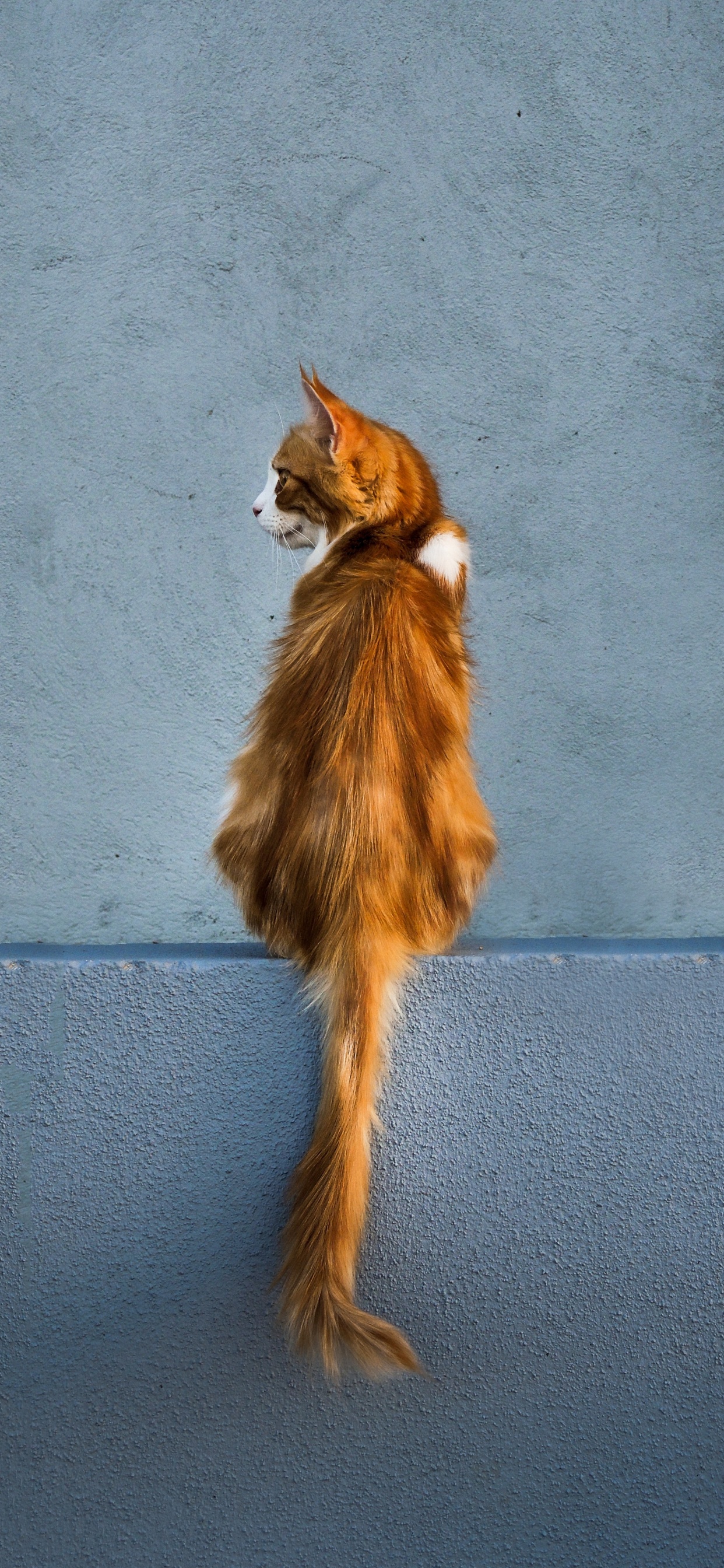 Brauner Und Weißer Fuchs Auf Grauer Betonstraße. Wallpaper in 1242x2688 Resolution