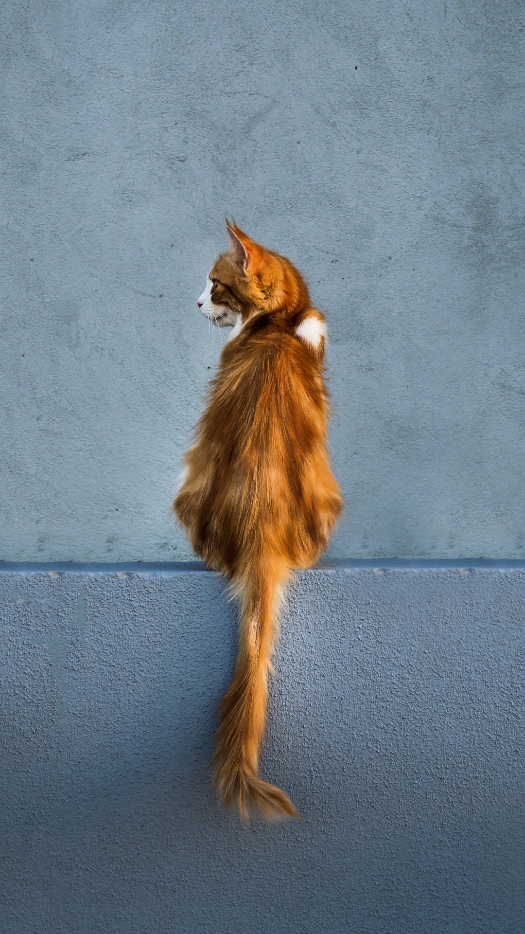 小猫, 尾巴, 皮毛, 体育组, 阴凉处 壁纸 1080x1920 允许