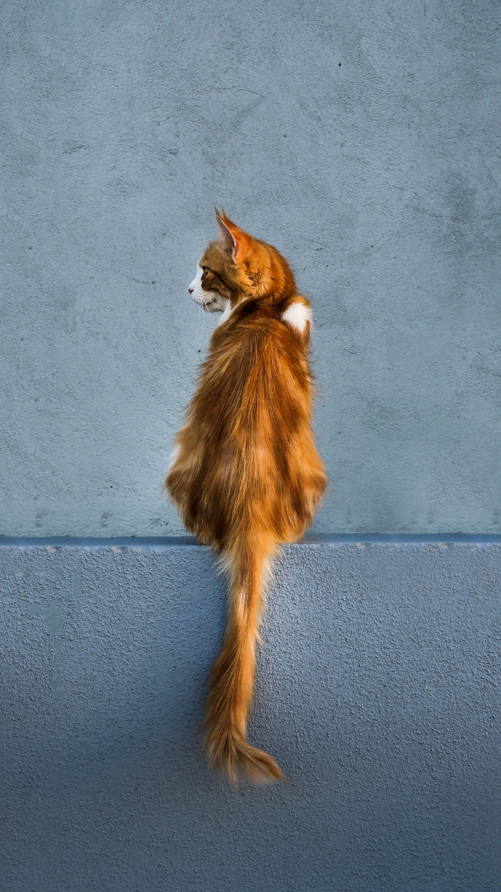 小猫, 尾巴, 皮毛, 体育组, 阴凉处 壁纸 720x1280 允许