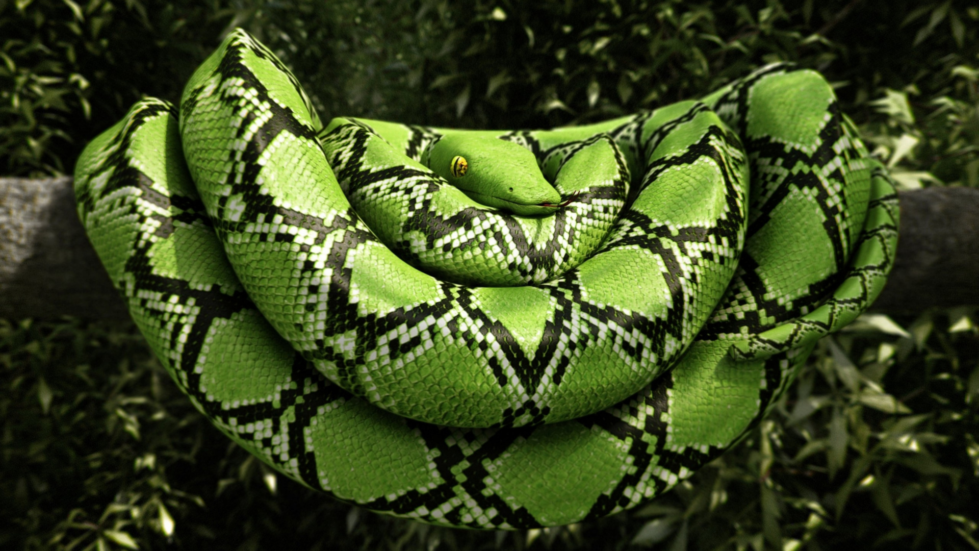 Boa Constrictor, Reptiles, Western Green Mamba, Plant, Snake. Wallpaper in 1920x1080 Resolution