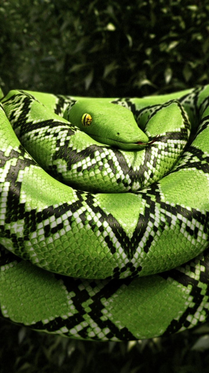 Bon Constricteur, Mamba Vert Occidental, Plante Terrestre, Végétation, Reptile. Wallpaper in 720x1280 Resolution