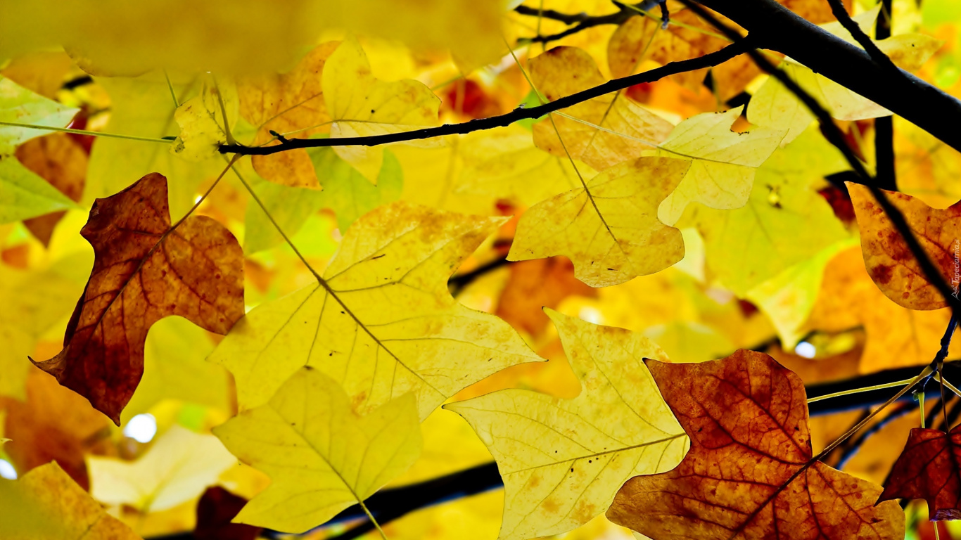 Brown Maple Leaf in Close up Photography. Wallpaper in 1366x768 Resolution