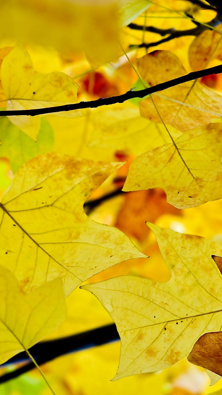 Brown Maple Leaf in Close up Photography. Wallpaper in 750x1334 Resolution