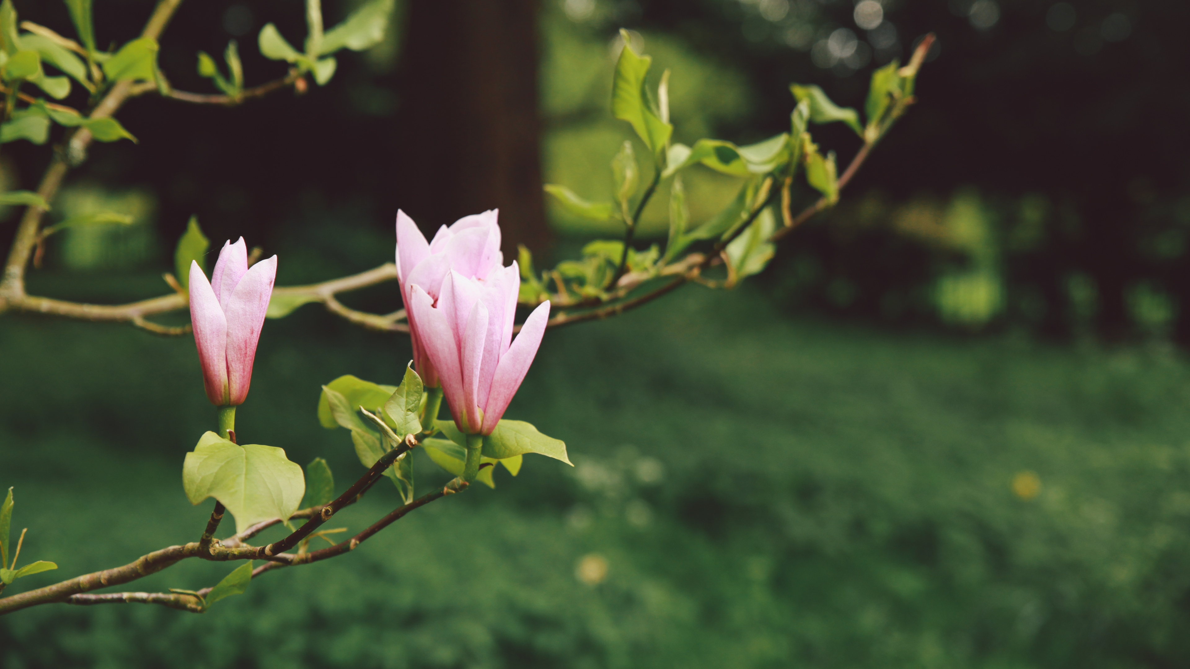 Fleur Rose Sur Branche D'arbre Brun Pendant la Journée. Wallpaper in 3840x2160 Resolution