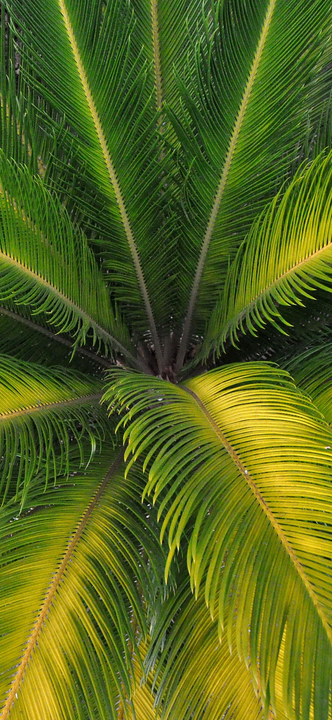 Tagsüber Grüne Palme. Wallpaper in 1125x2436 Resolution