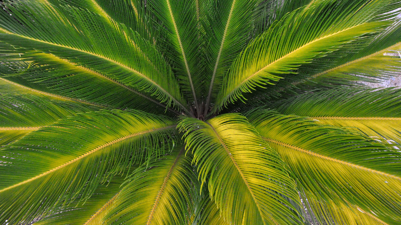 Green Palm Tree During Daytime. Wallpaper in 1280x720 Resolution