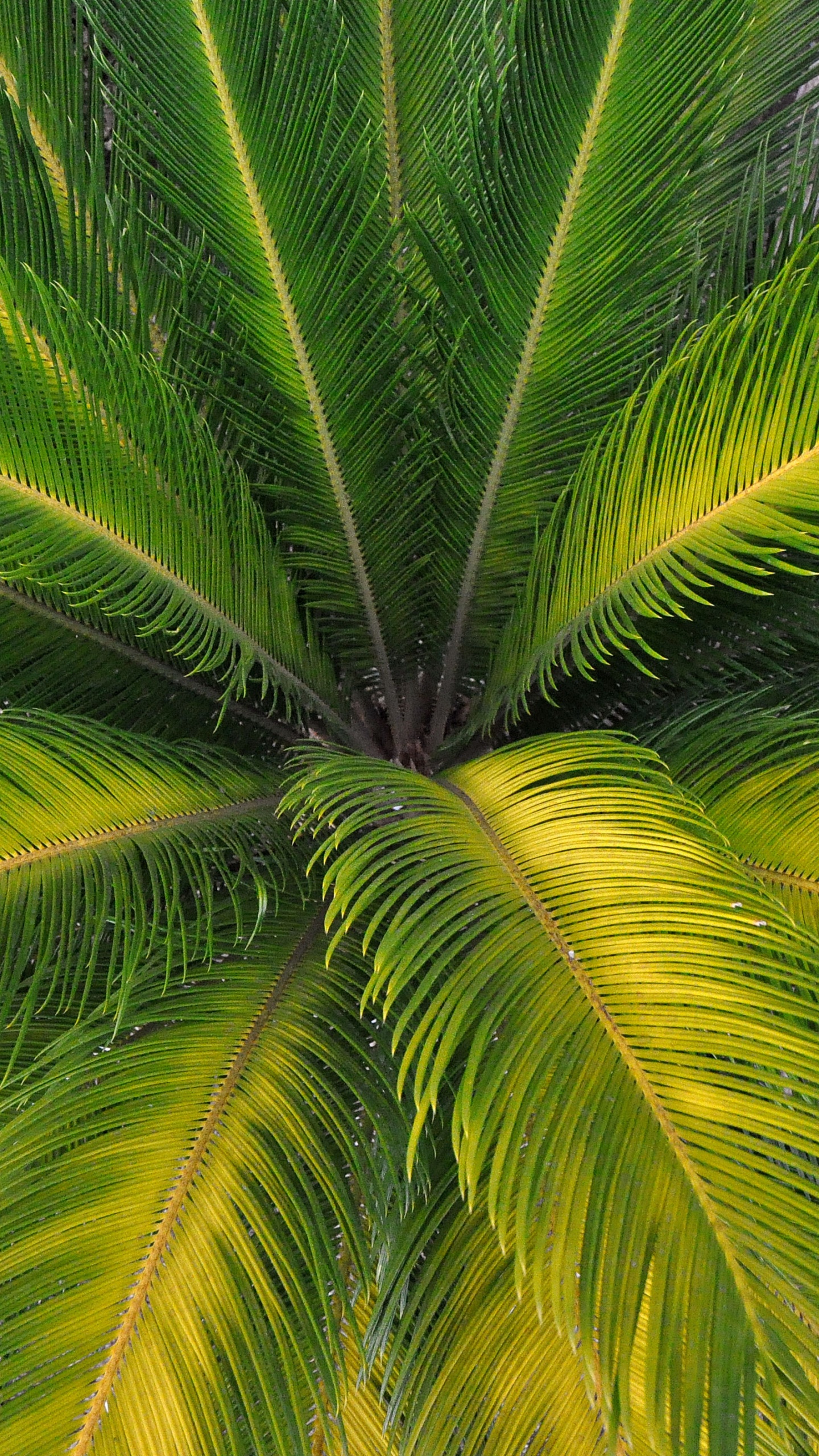 Green Palm Tree During Daytime. Wallpaper in 1440x2560 Resolution