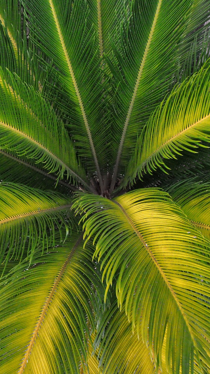 Green Palm Tree During Daytime. Wallpaper in 720x1280 Resolution