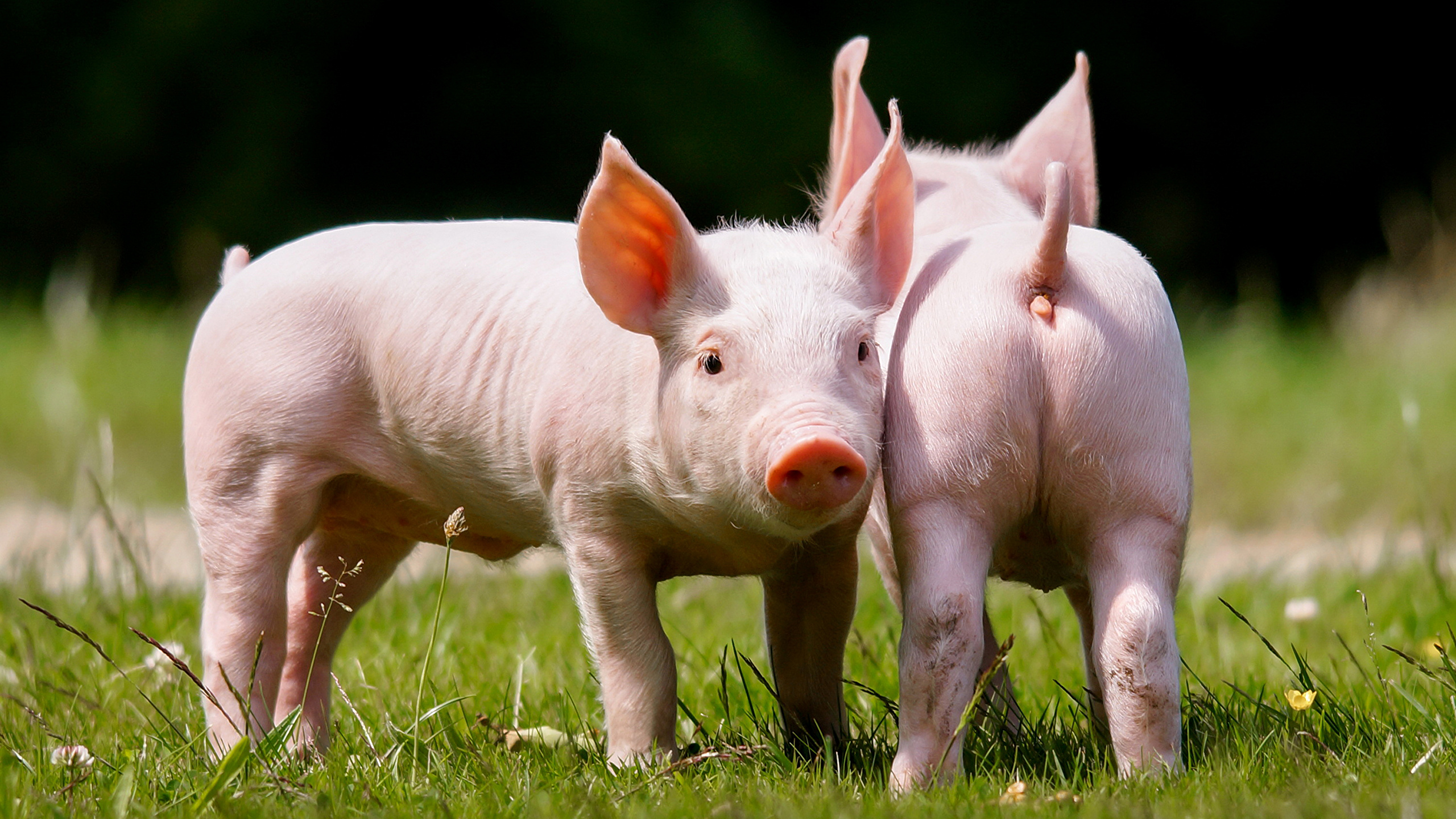 White Pig on Green Grass During Daytime. Wallpaper in 2560x1440 Resolution