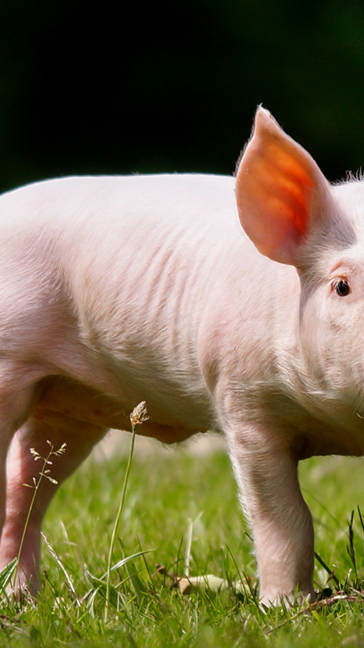 Weißes Schwein Auf Grünem Gras Tagsüber. Wallpaper in 720x1280 Resolution