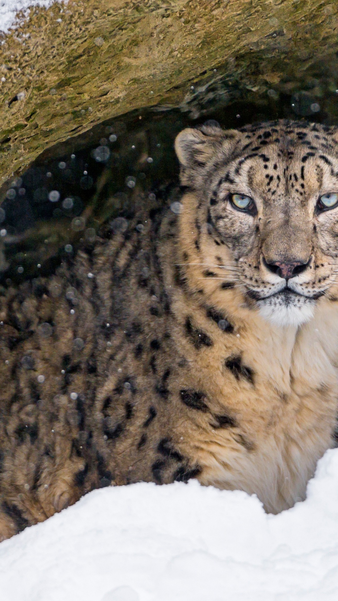 Felidae, Leopard, Tiger, Snow Leopard, Snow. Wallpaper in 1080x1920 Resolution