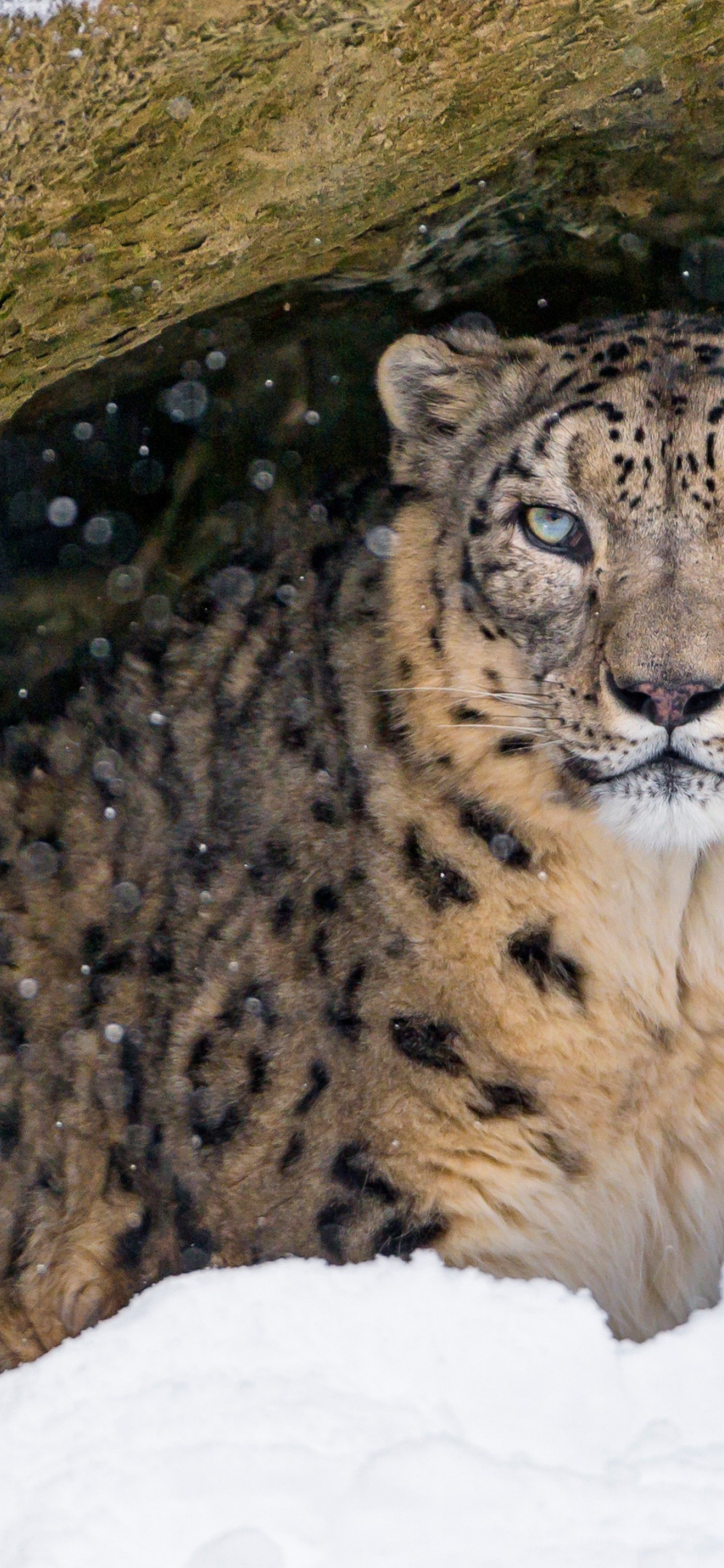 Felidae, Leopard, Tiger, Snow Leopard, Snow. Wallpaper in 1242x2688 Resolution