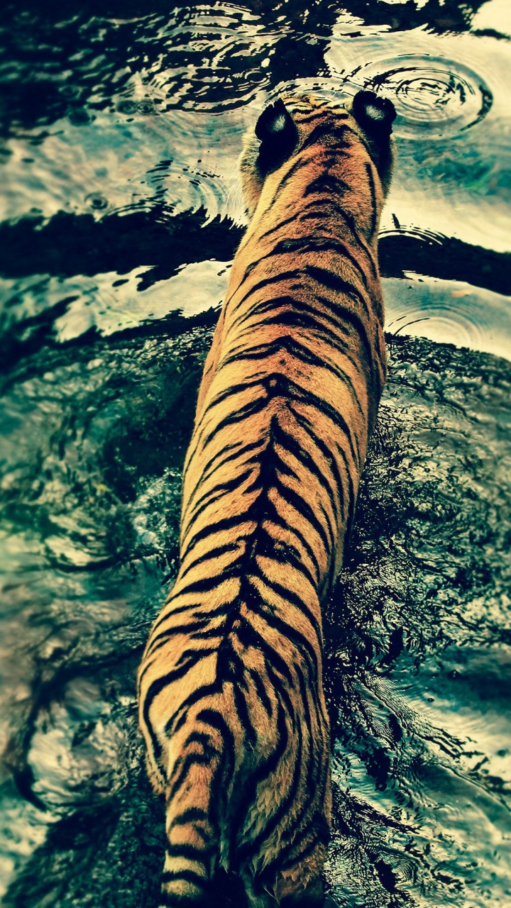 Tigre Marrón y Negro en el Agua. Wallpaper in 720x1280 Resolution