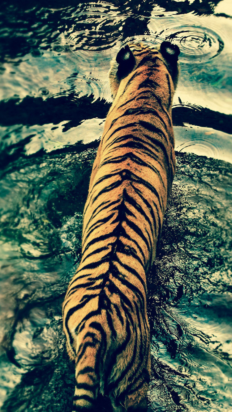 Tigre Marrón y Negro en el Agua. Wallpaper in 750x1334 Resolution