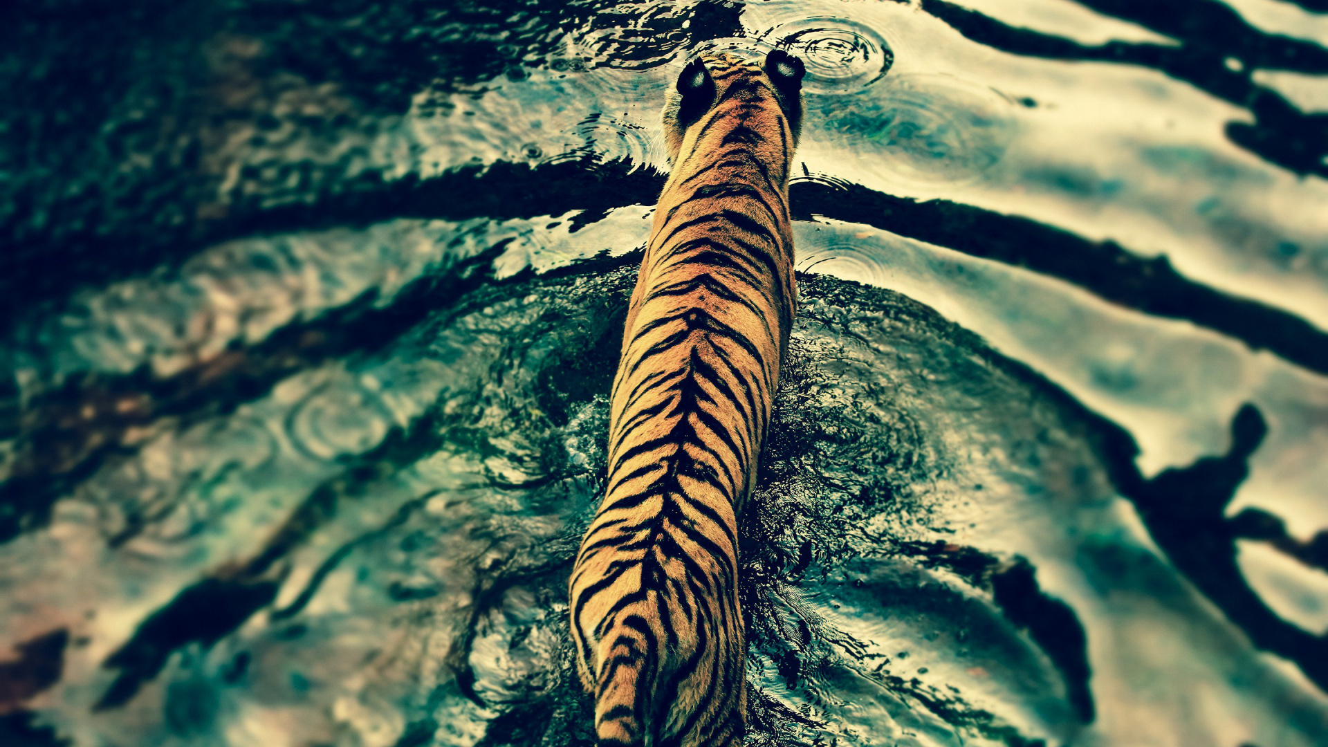 Brown and Black Tiger in Water. Wallpaper in 1920x1080 Resolution