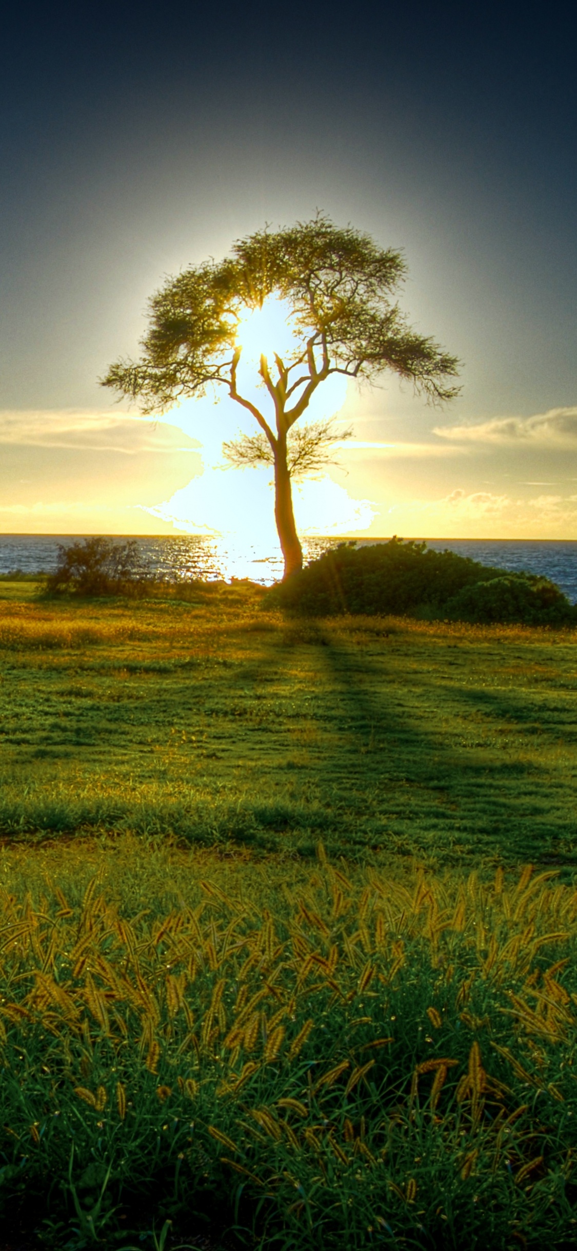 Green Grass Field Near Body of Water During Daytime. Wallpaper in 1125x2436 Resolution