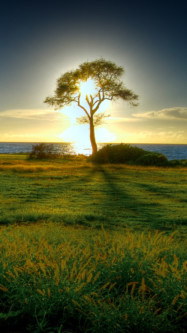 Green Grass Field Near Body of Water During Daytime. Wallpaper in 720x1280 Resolution