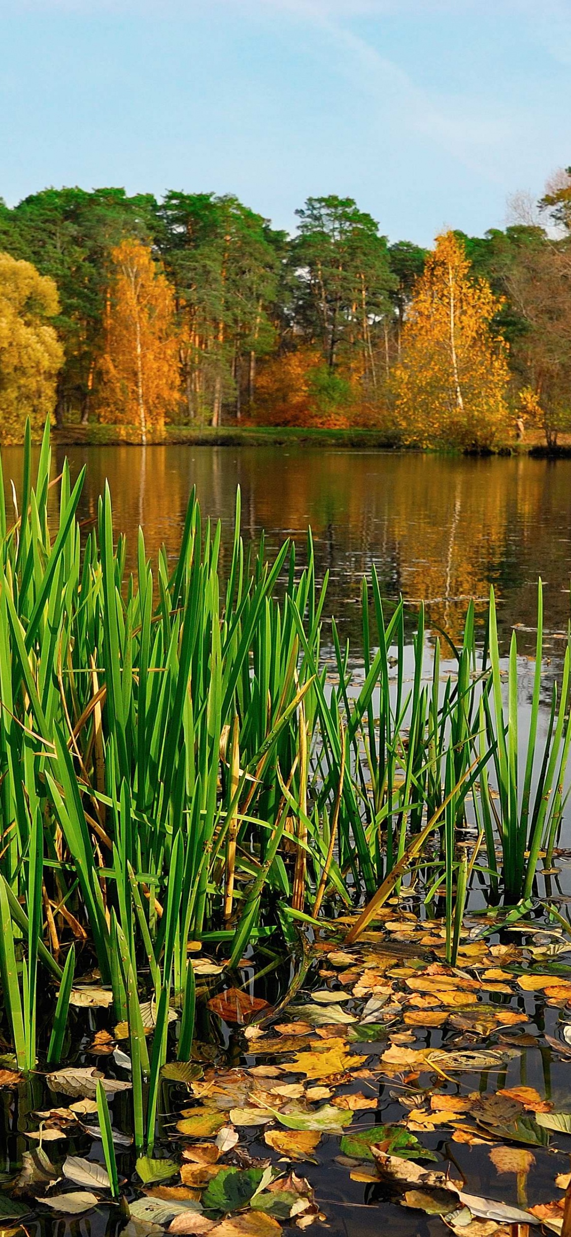 Green Grass Near Body of Water During Daytime. Wallpaper in 1125x2436 Resolution