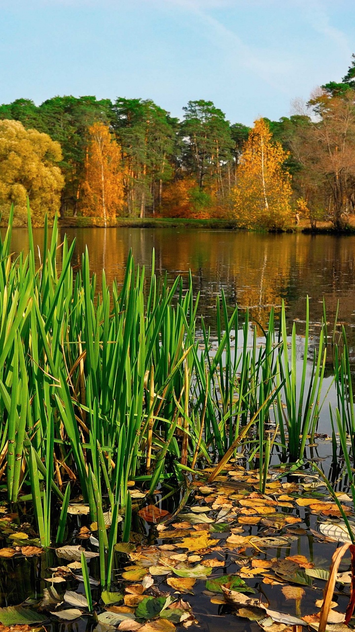 Grünes Gras in Der Nähe Von Gewässern Tagsüber. Wallpaper in 720x1280 Resolution