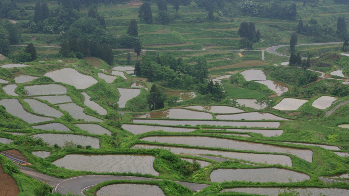 露台, 农村地区, 稻田, 农业, 山站 壁纸 1366x768 允许