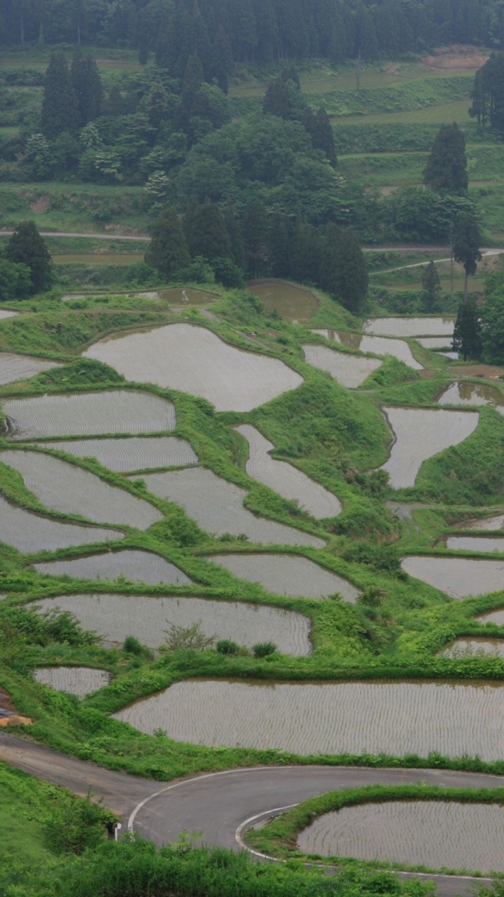 露台, 农村地区, 稻田, 农业, 山站 壁纸 720x1280 允许