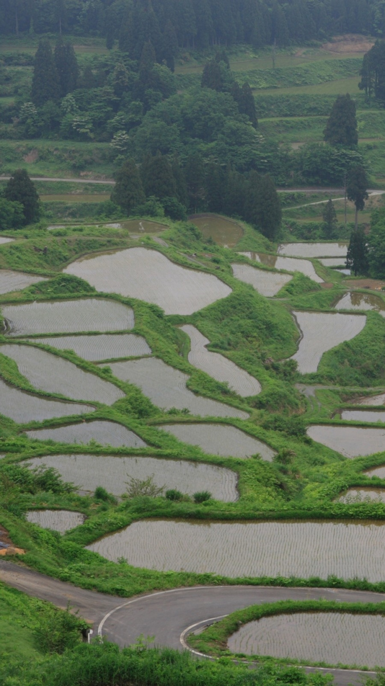 露台, 农村地区, 稻田, 农业, 山站 壁纸 750x1334 允许