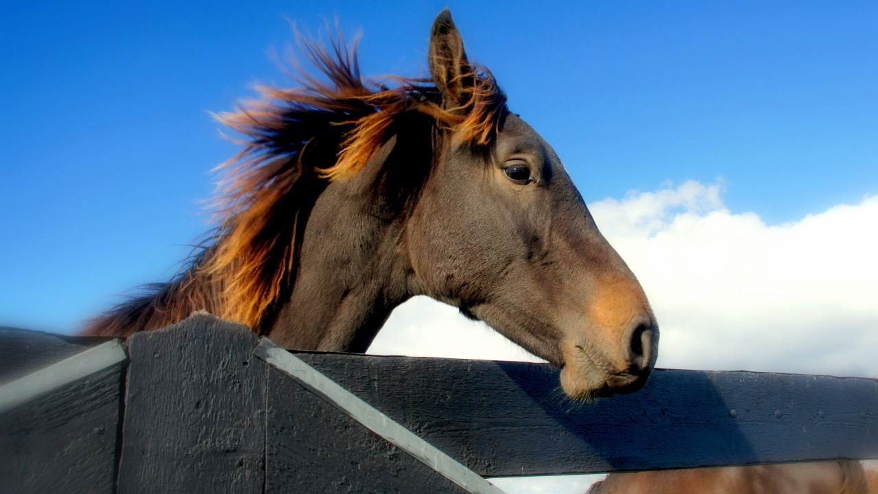 Brown Horse Standing on Gray Wooden Fence During Daytime. Wallpaper in 1280x720 Resolution