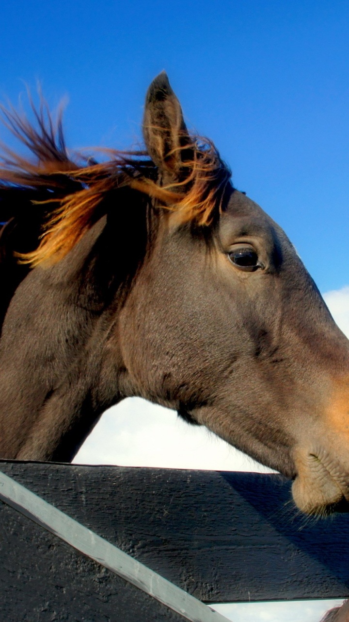 Brown Horse Standing on Gray Wooden Fence During Daytime. Wallpaper in 720x1280 Resolution