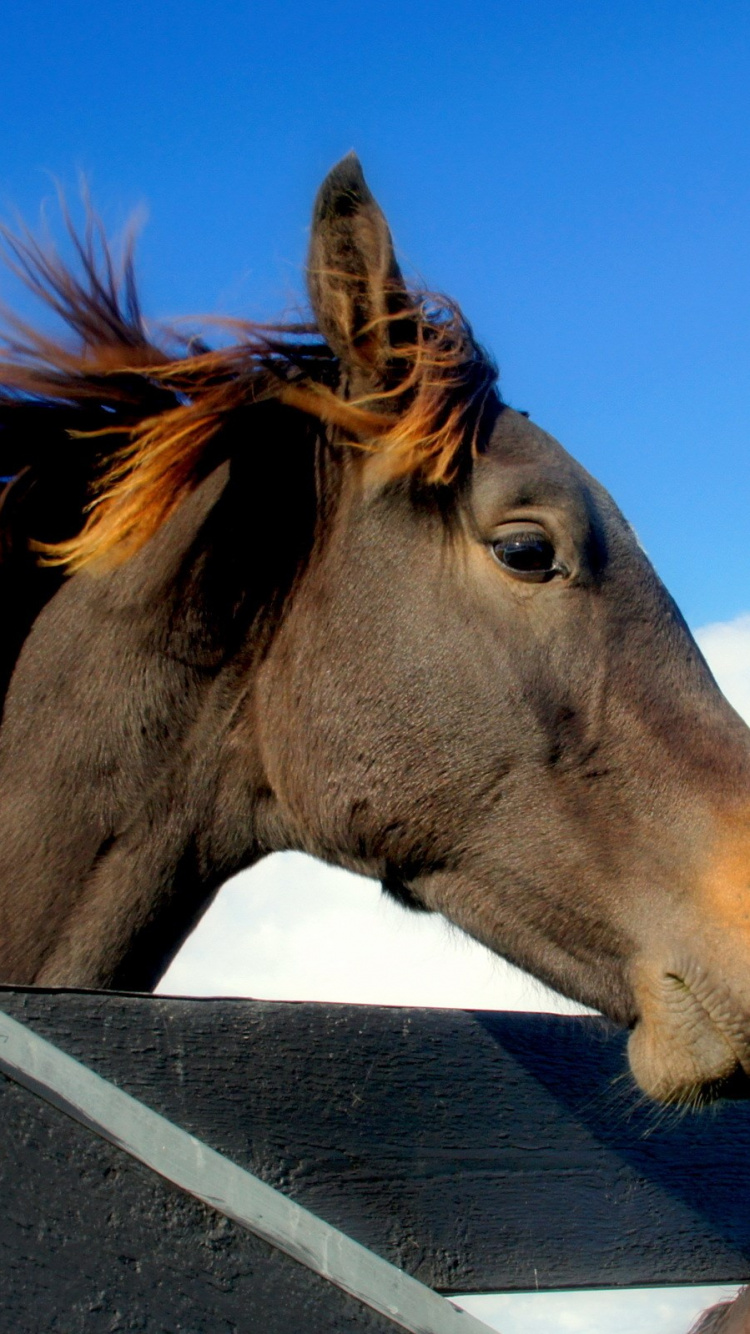 Cheval Brun Debout Sur Une Clôture en Bois Gris Pendant la Journée. Wallpaper in 750x1334 Resolution