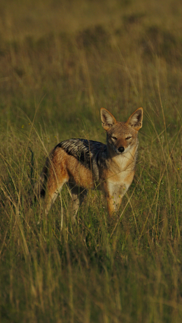 Brauner Fuchs Auf Grünem Grasfeld Tagsüber. Wallpaper in 750x1334 Resolution