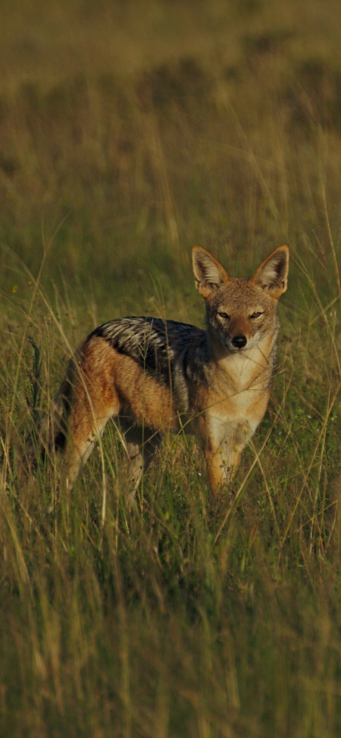 Renard Brun Sur Terrain D'herbe Verte Pendant la Journée. Wallpaper in 1125x2436 Resolution