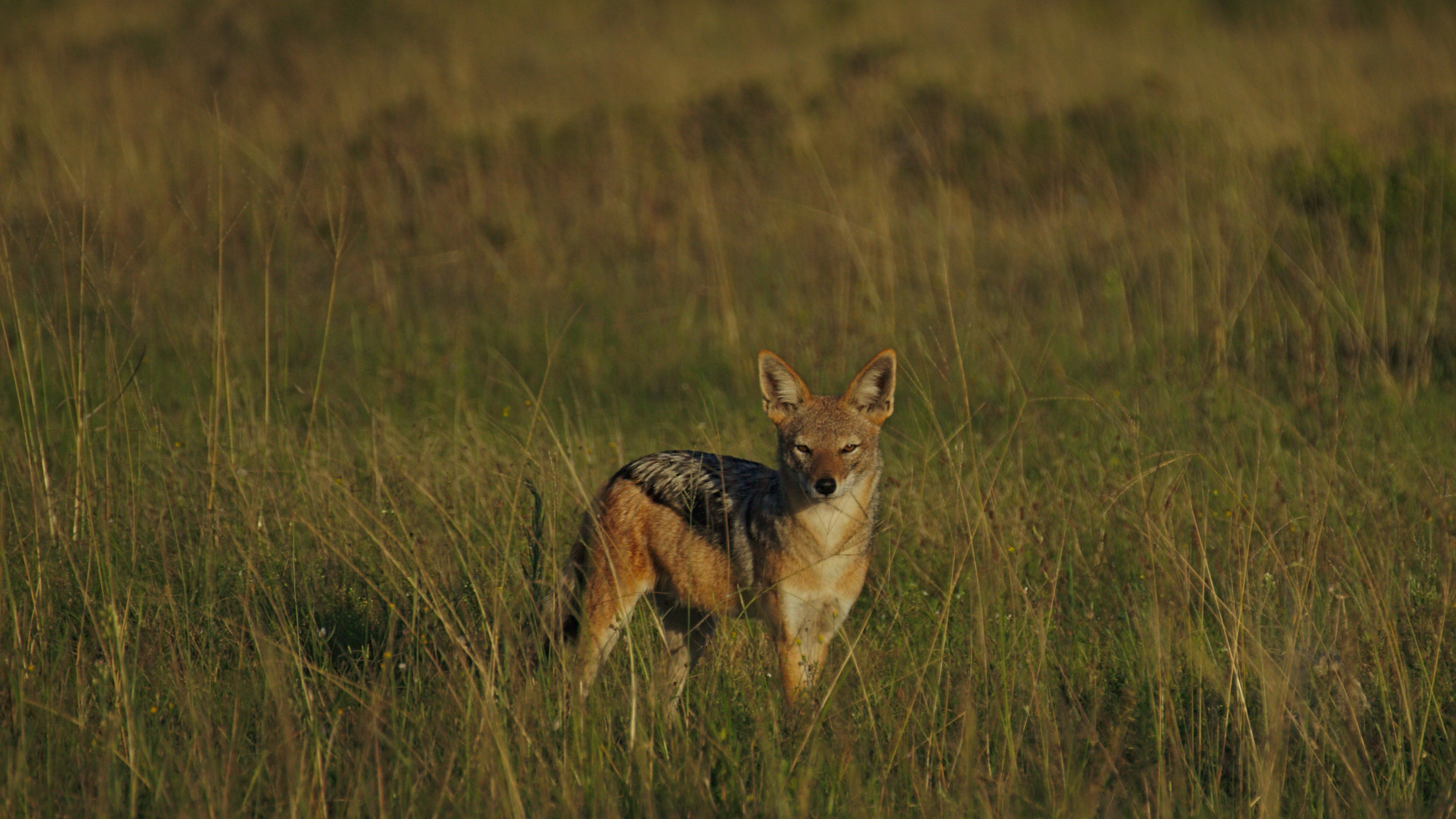 Renard Brun Sur Terrain D'herbe Verte Pendant la Journée. Wallpaper in 3840x2160 Resolution