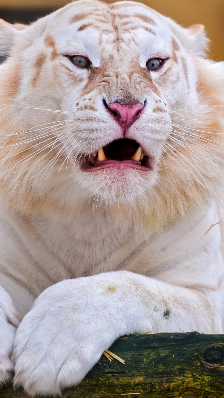 白虎, 孟加拉虎, 西伯利亚虎, 猫科, 草 壁纸 750x1334 允许